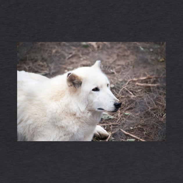 White wolf. by brians101